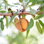 Almond market report