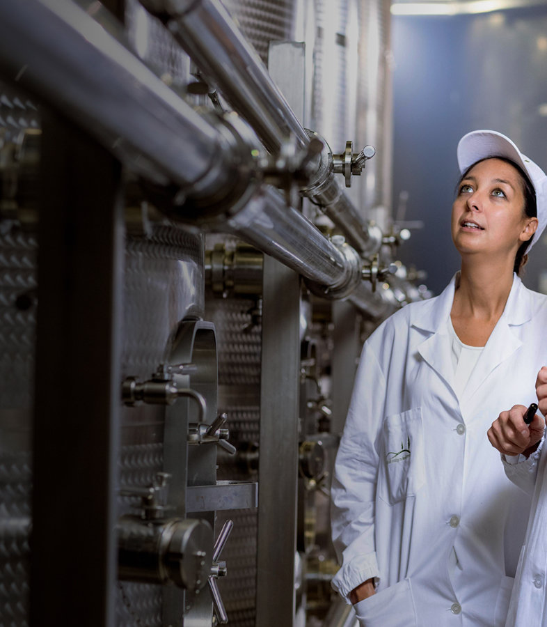 Olive oil groves in Italy