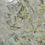 Inside the Olive Oil Refining process