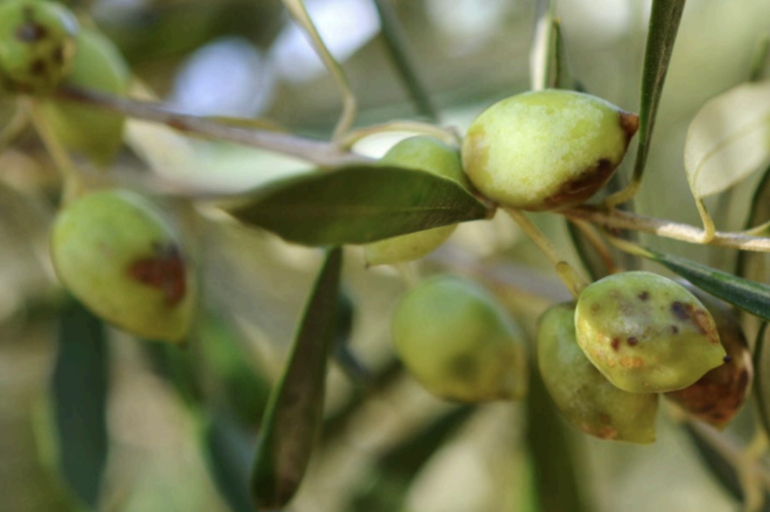 Example of damaging fruit by flies.