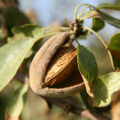 almonds