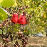 Probable Futures Cashews
