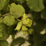Hazelnuts Report by Probable Futures