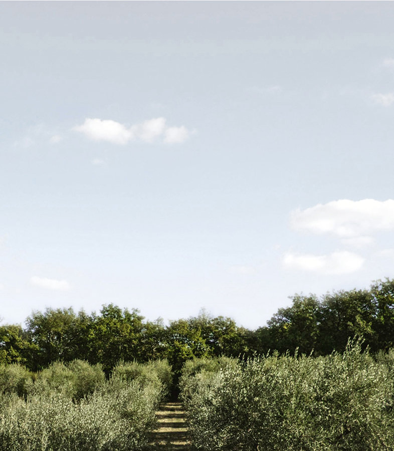 Olive oil groves in Italy