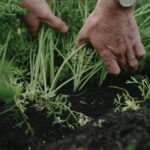 Farm to People