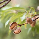 US almond market 2026