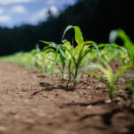 regenerative agriculture puglia