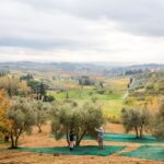 July Olive Oil Market Report